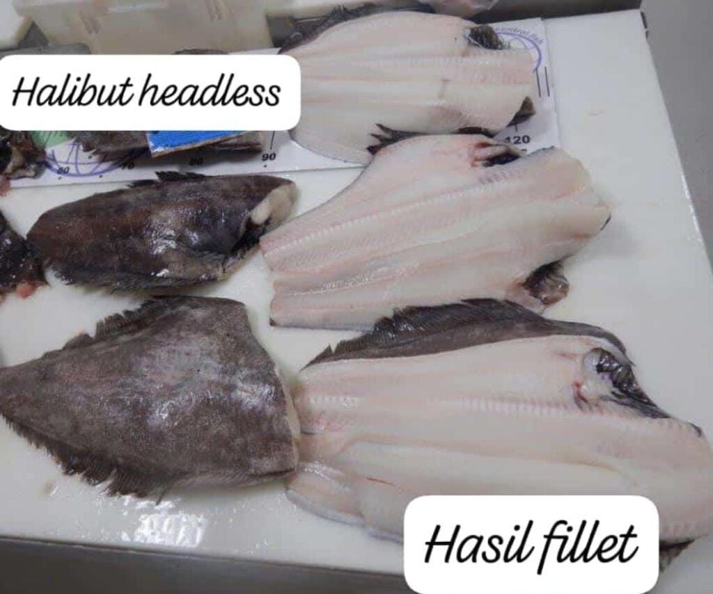 Ikan Halibut