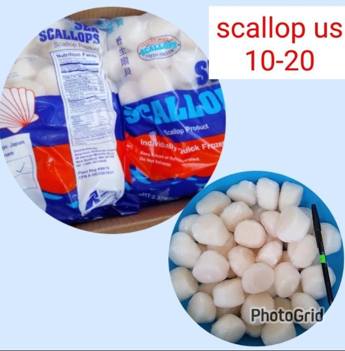 Kandungan Nutrisi Scallop US